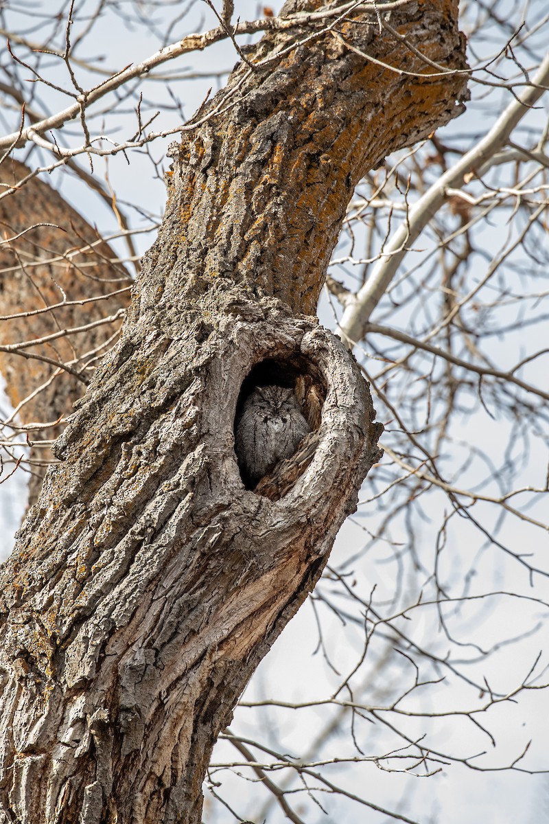 Western Screech-Owl - ML532765121