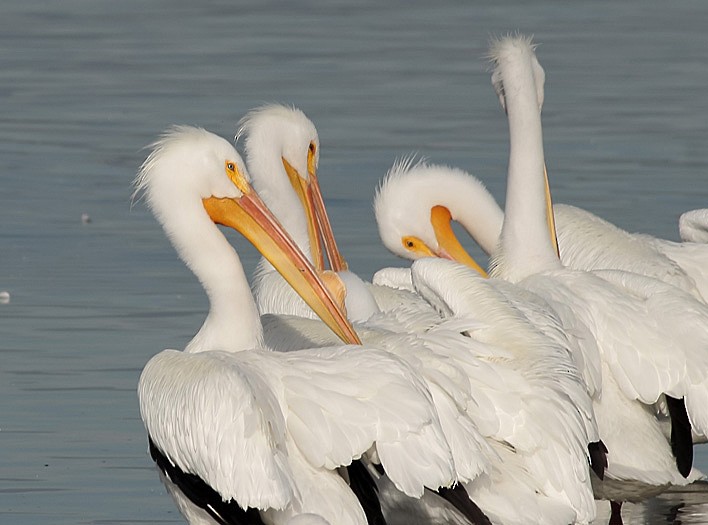 American White Pelican - ML532765461