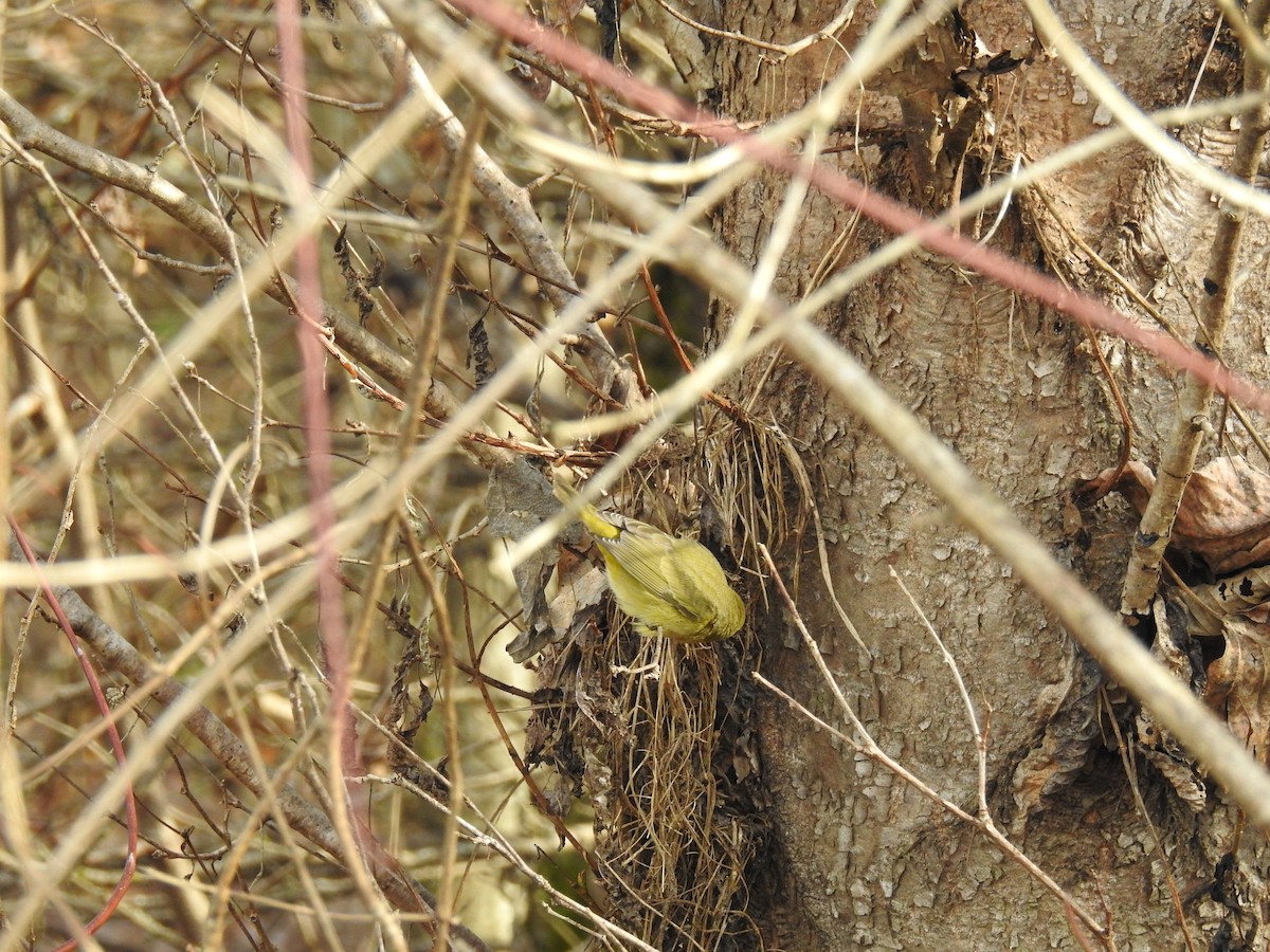 Orange-crowned Warbler - julian hwa