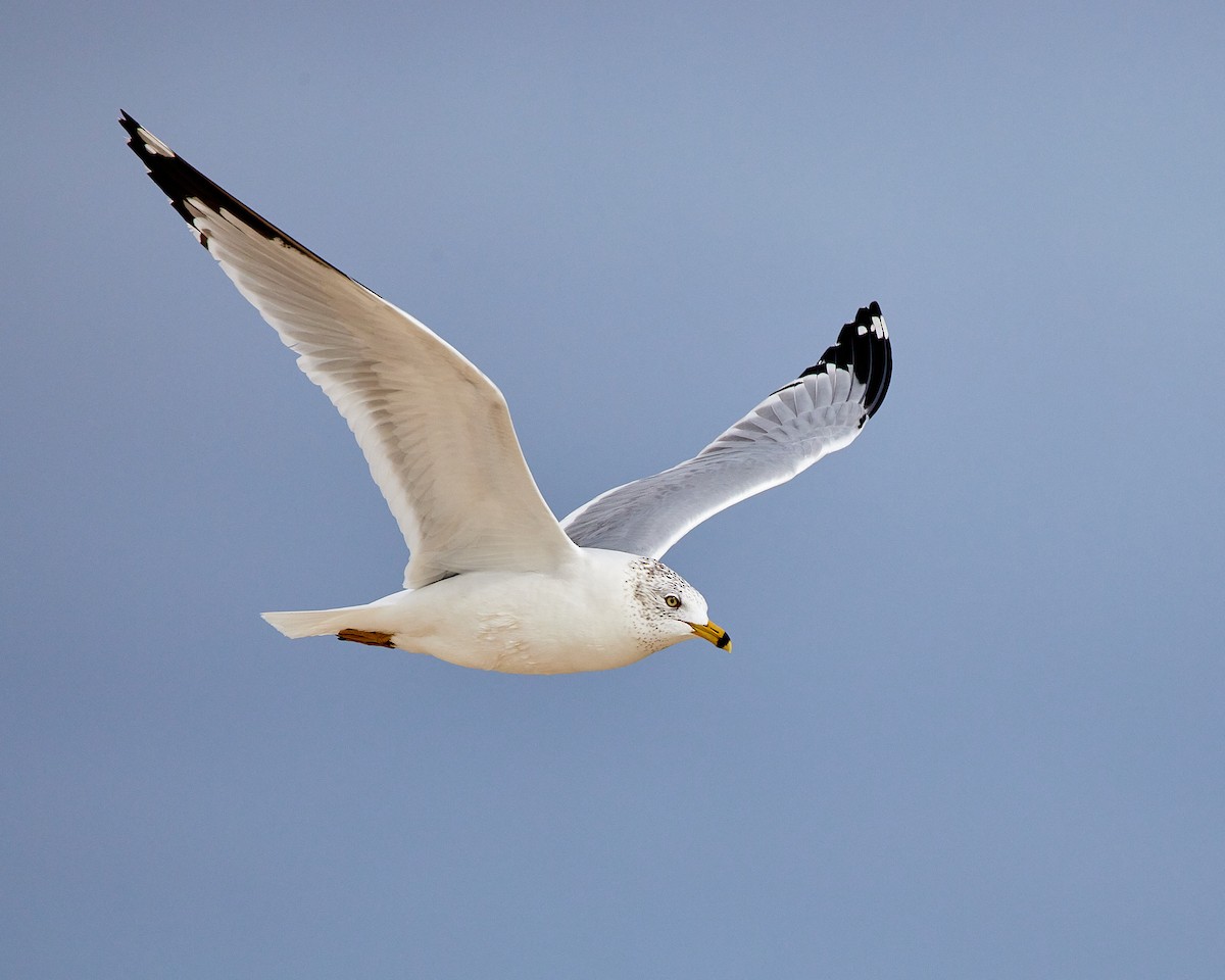 Ring-billed Gull - ML532767051