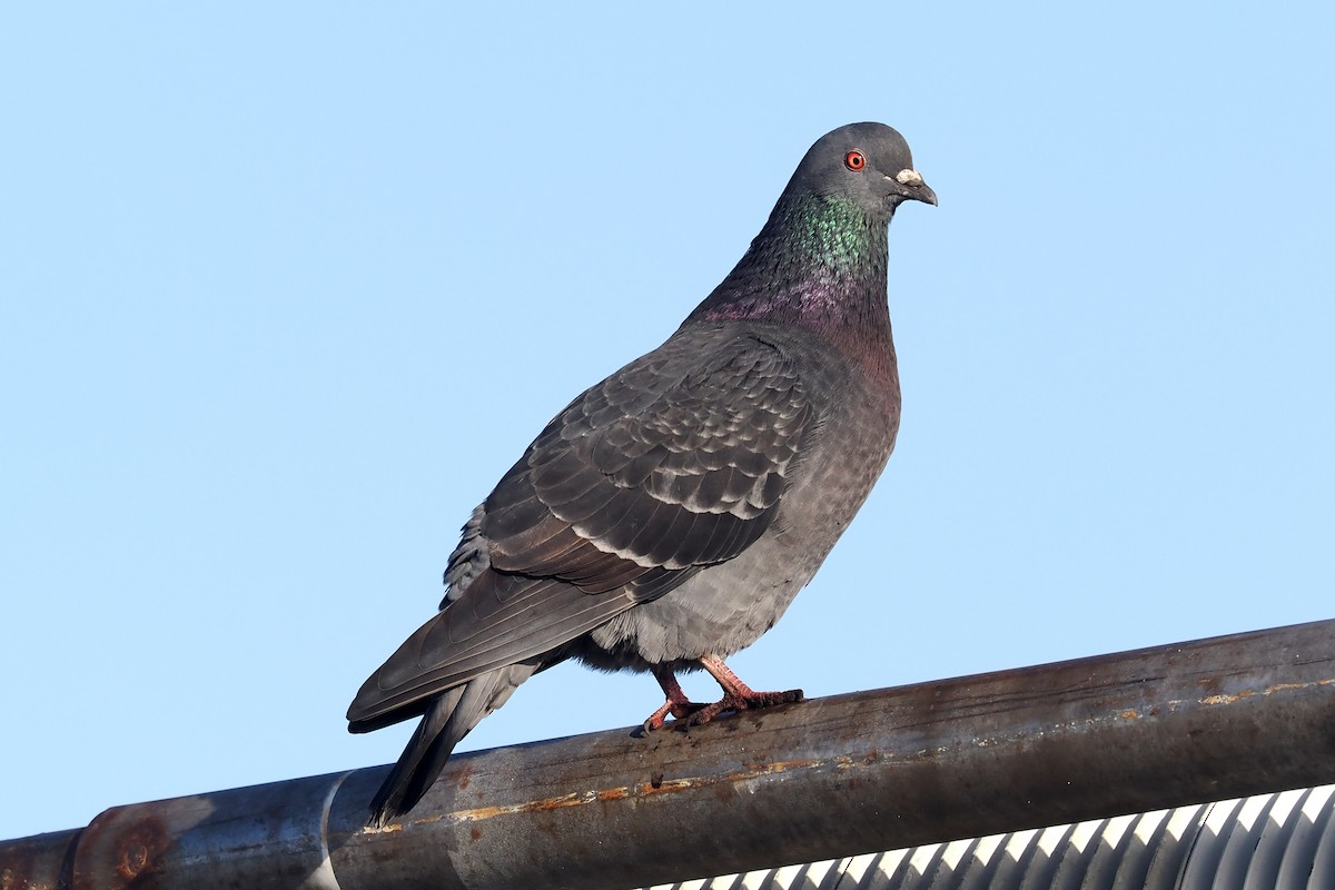 Rock Pigeon (Feral Pigeon) - ML532767661