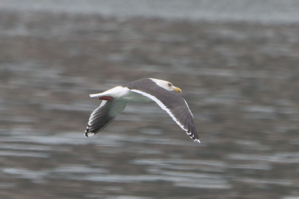 Slaty-backed Gull - Vincent O'Brien