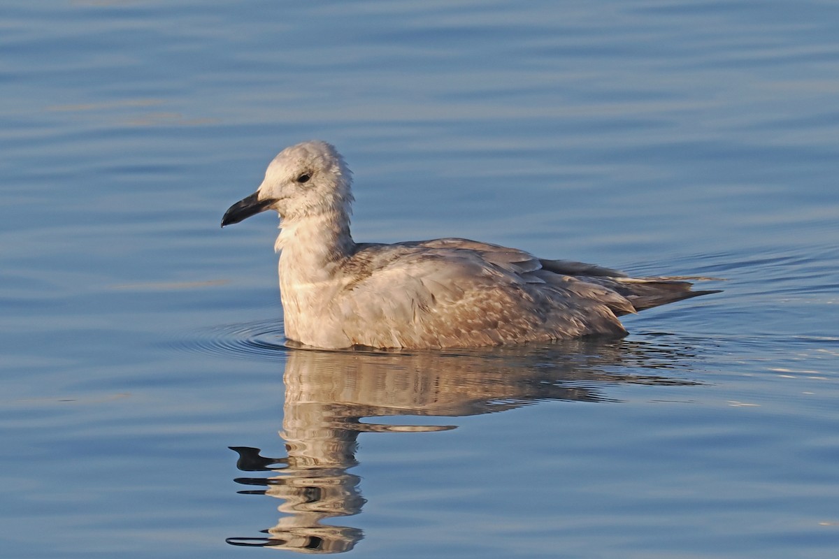 Gaviota de Bering - ML532768021