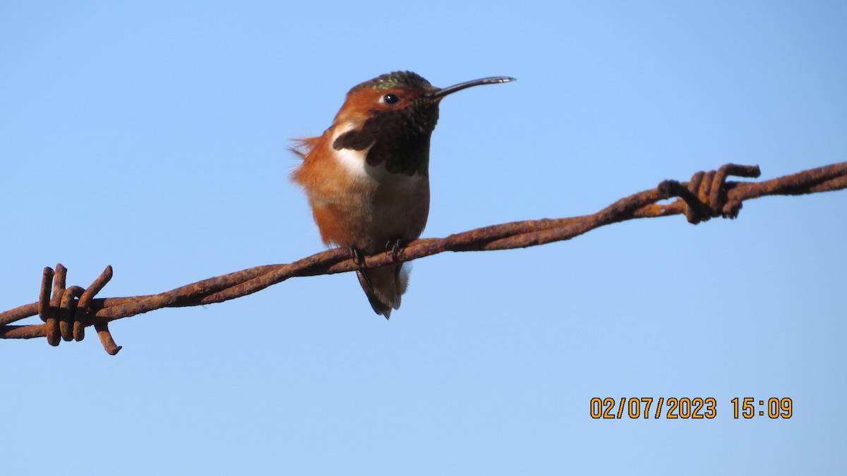 Colibrí de Anna - ML532768341