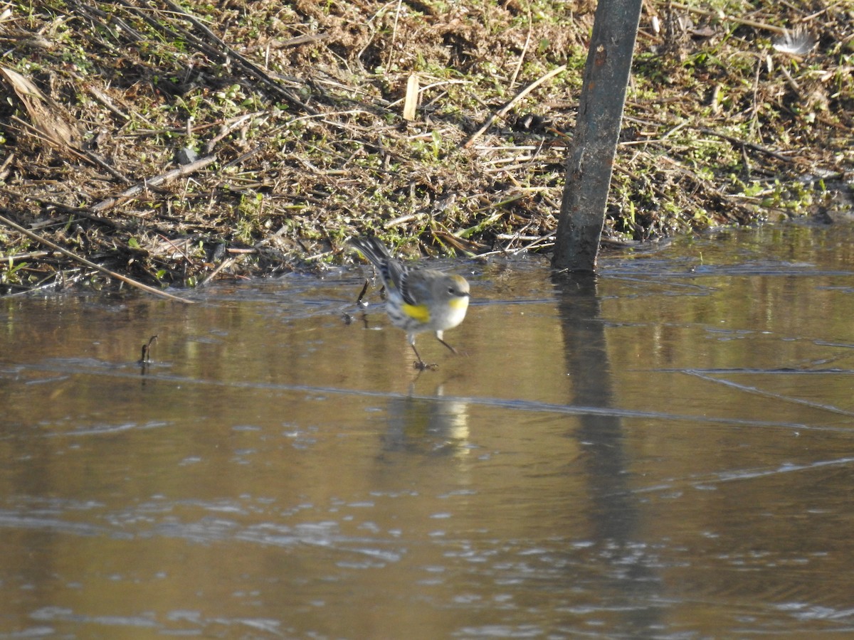 Yellow-rumped Warbler - ML532768391