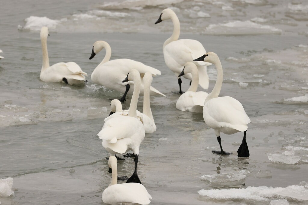 Tundra Swan - ML532769061