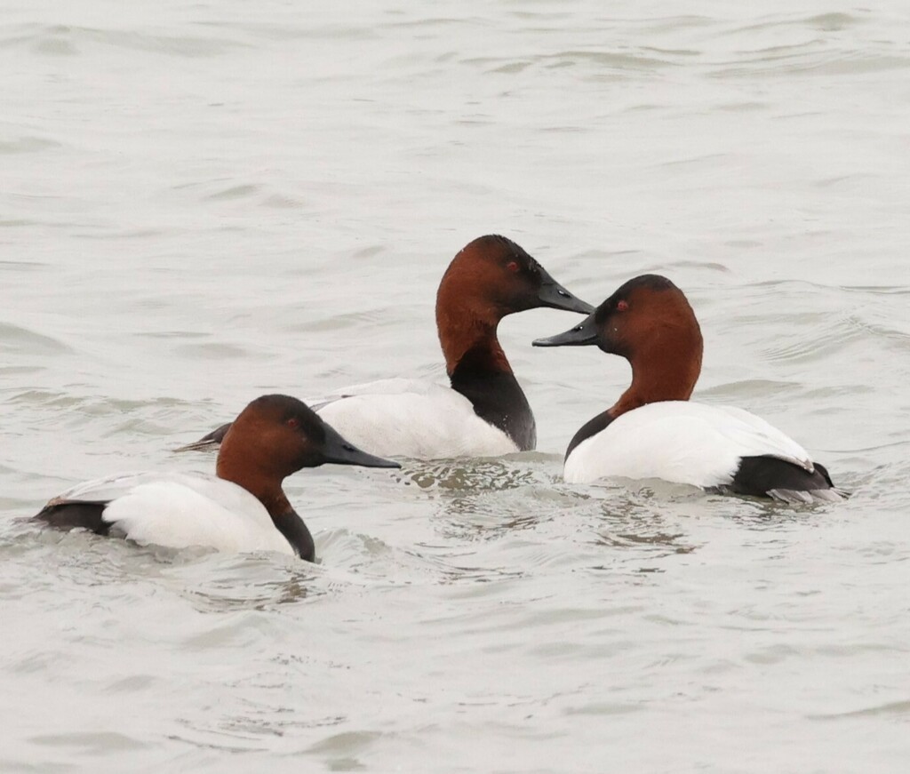 Canvasback - ML532769091