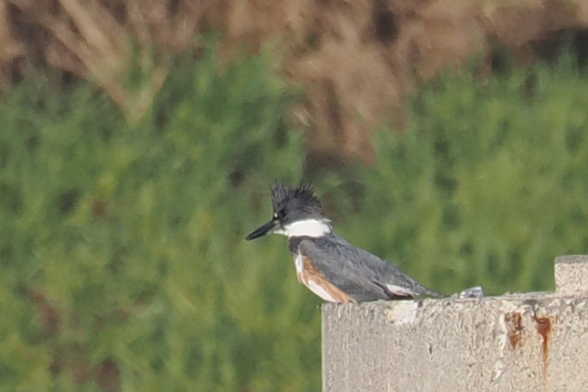 Belted Kingfisher - ML532769141