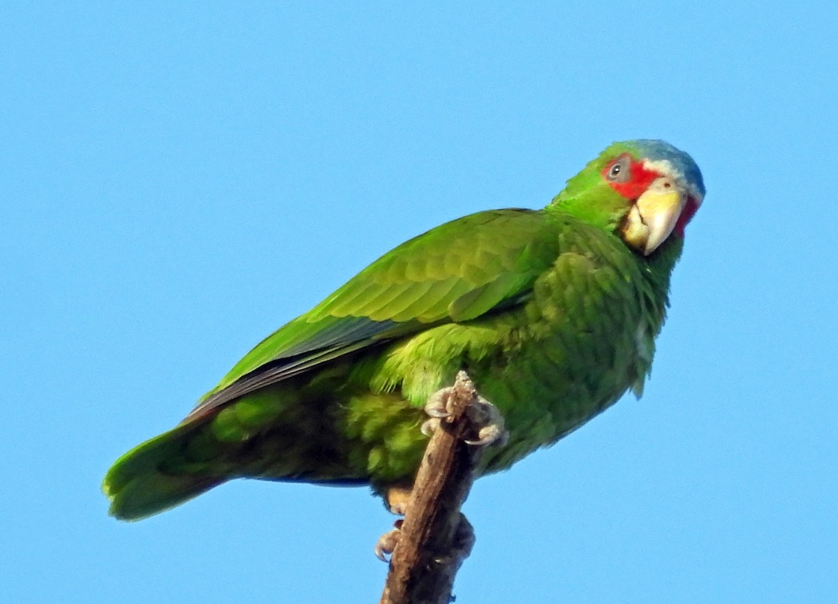 White-fronted Parrot - ML532769581