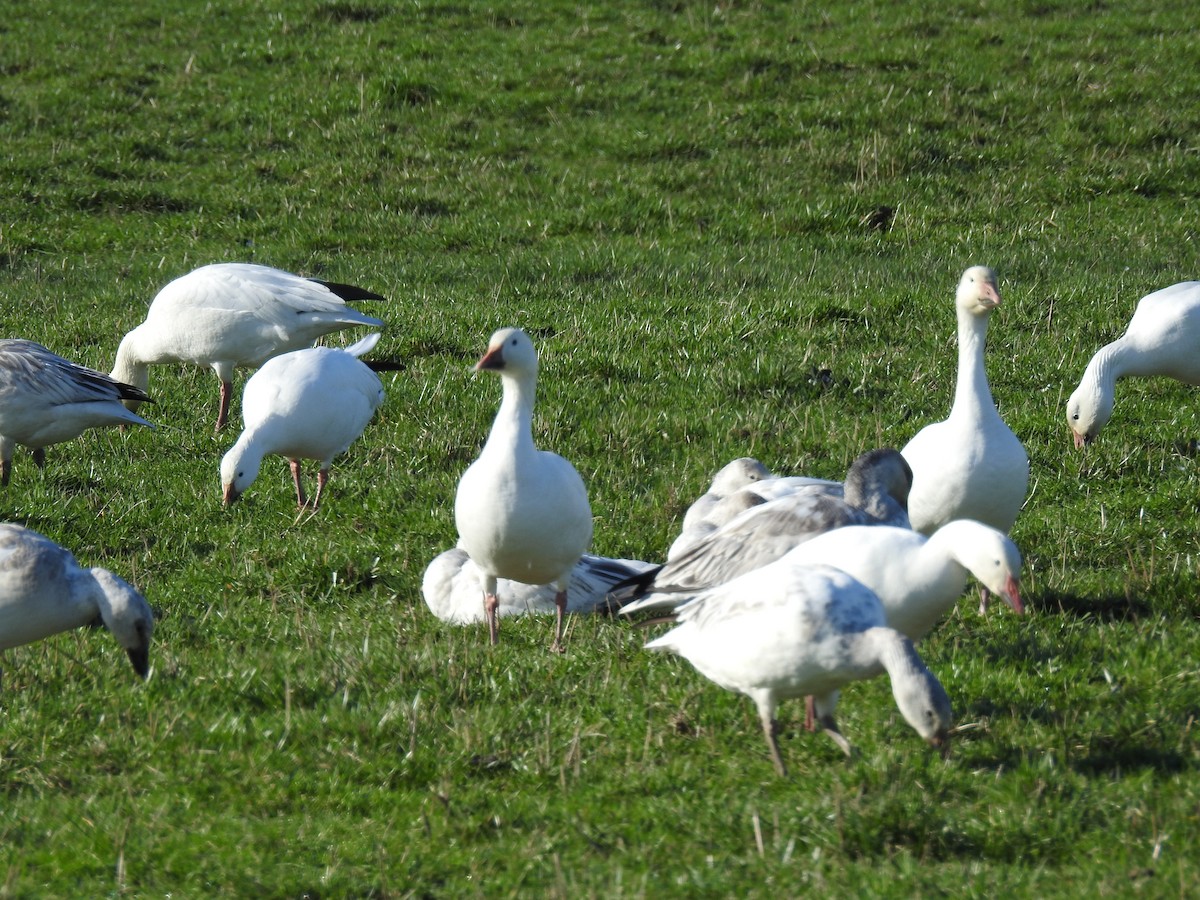 Snow Goose - julian hwa