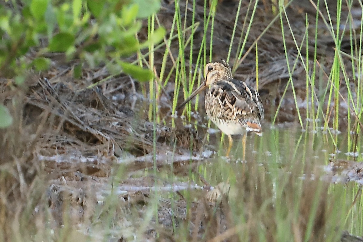 Swinhoe's Snipe - ML532770011