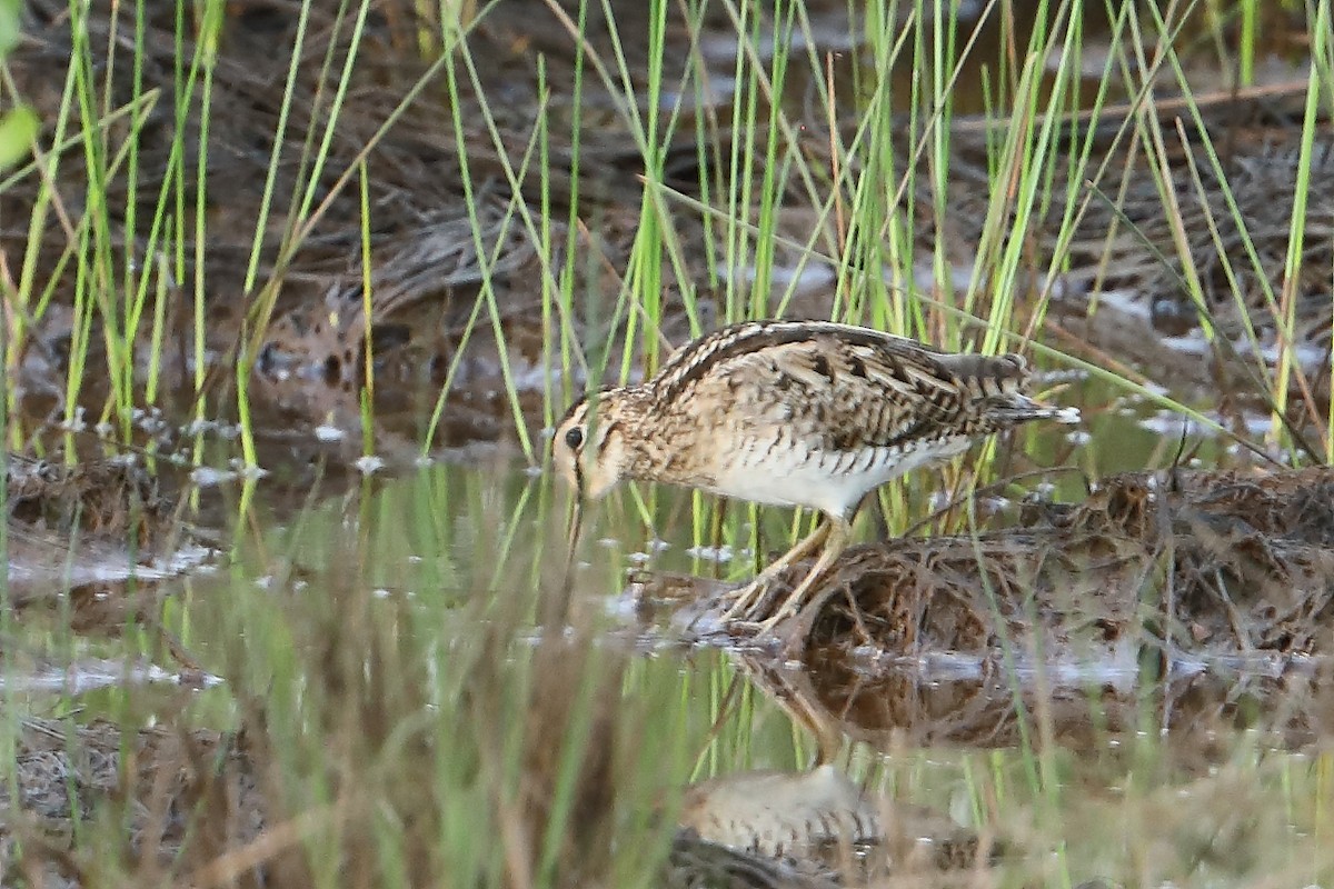 Swinhoe's Snipe - ML532770031