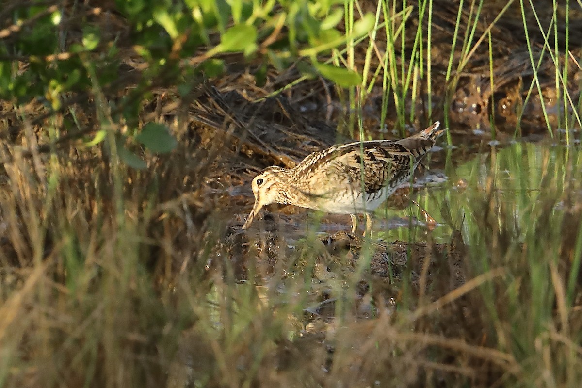 Swinhoe's Snipe - ML532770061