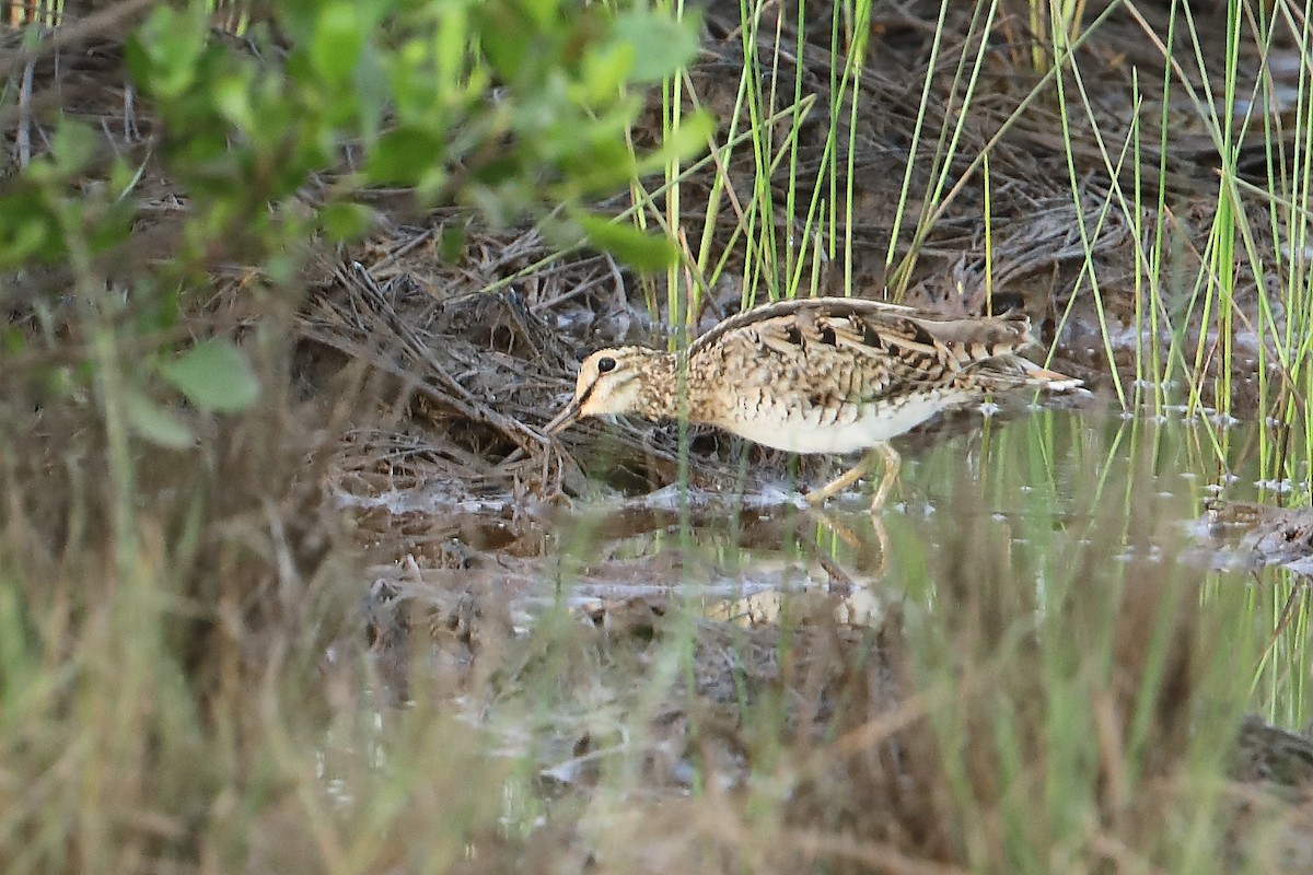 Swinhoe's Snipe - ML532770071