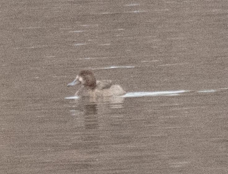 Greater Scaup - ML532770901