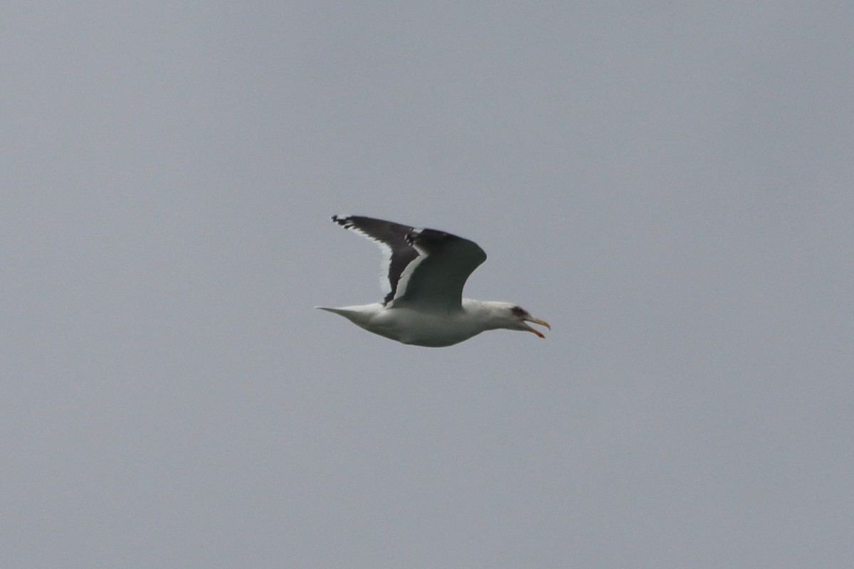 Gaviota de Kamchatka - ML532771041