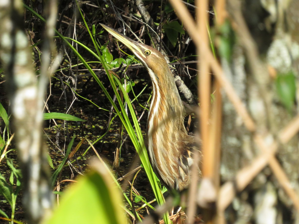 bukač severoamerický - ML532771051