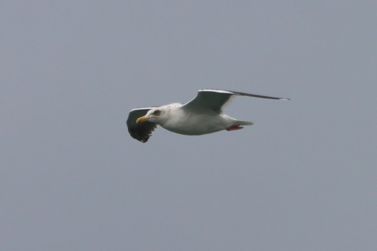 Slaty-backed Gull - Vincent O'Brien