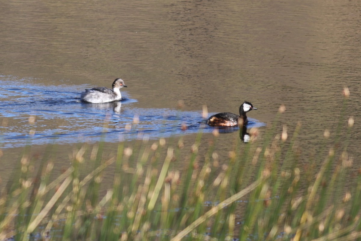 Silvery Grebe - ML532772031