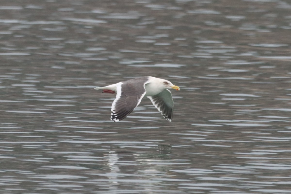 Slaty-backed Gull - ML532772051