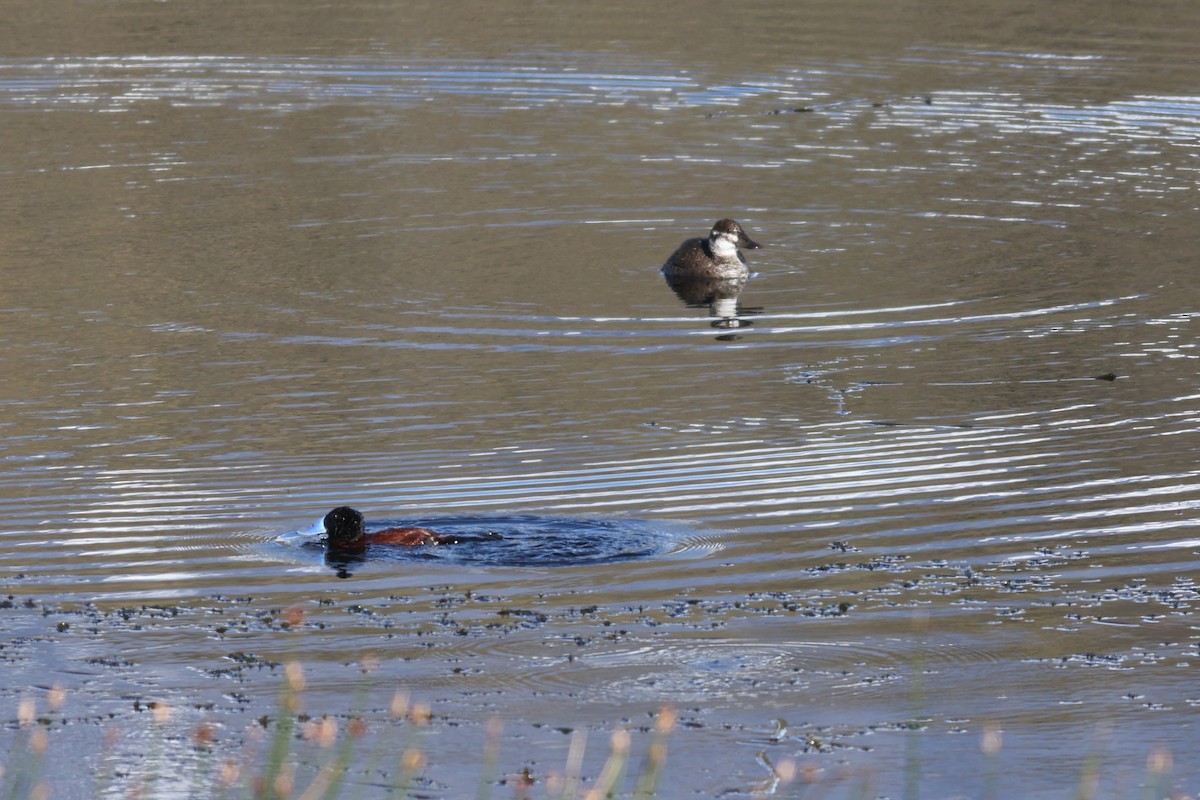 Lake Duck - ML532772061