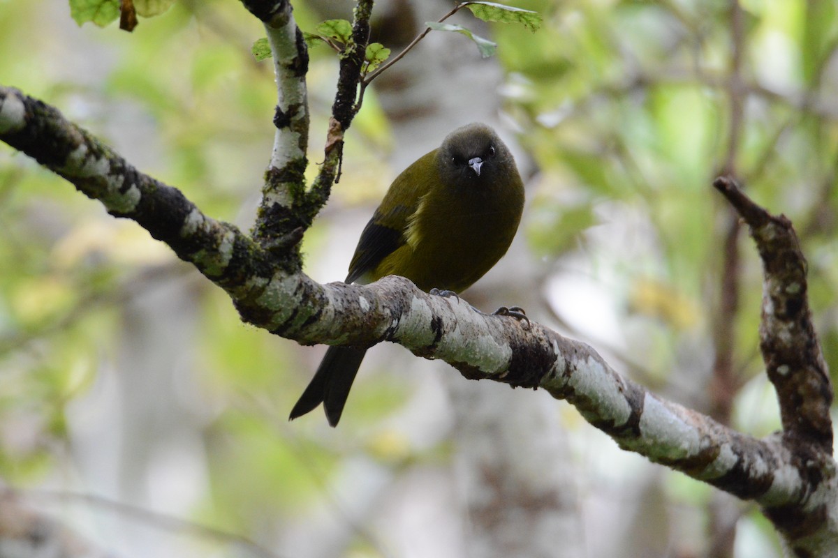 New Zealand Bellbird - ML53277391