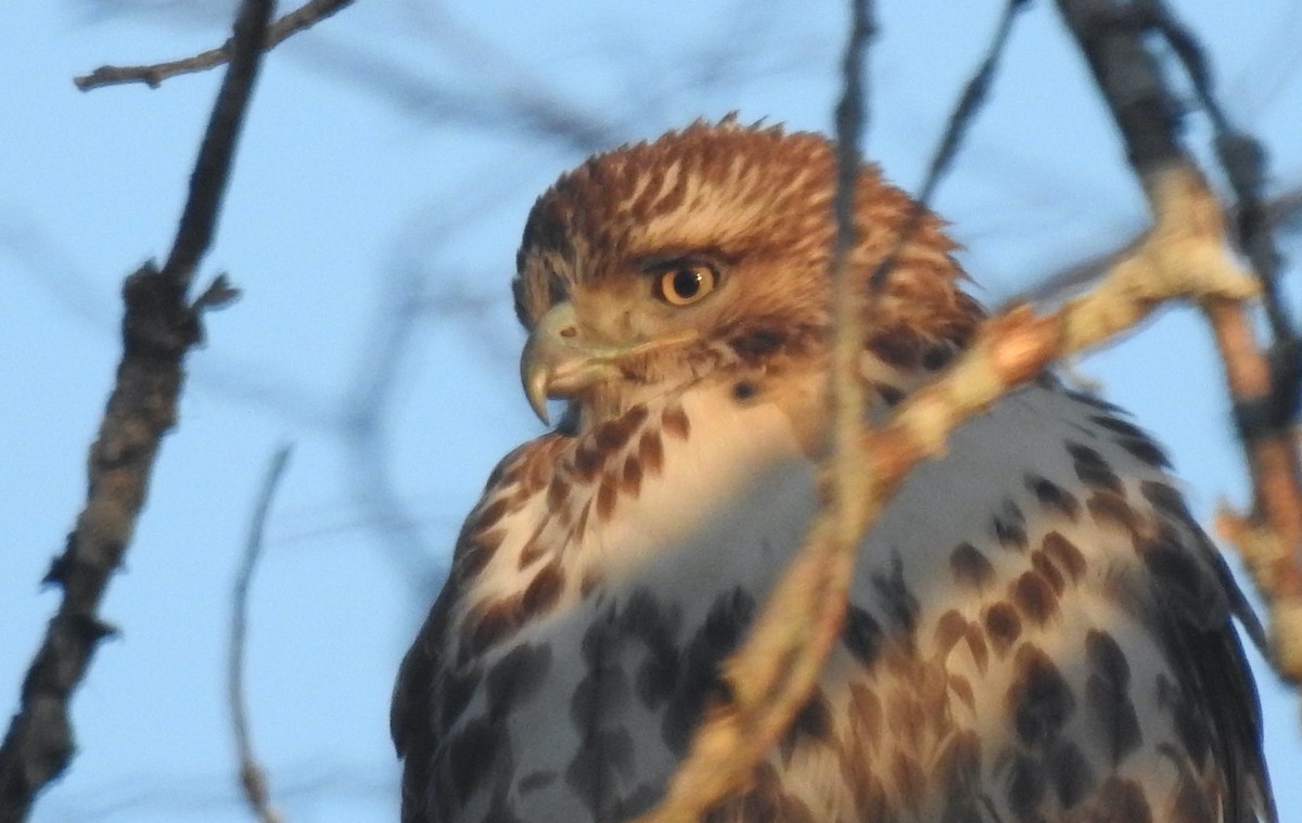 Red-tailed Hawk - Mary  McMahon