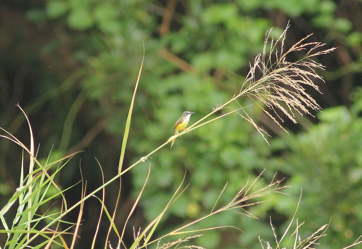 Yellow-bellied Prinia - ML53277771