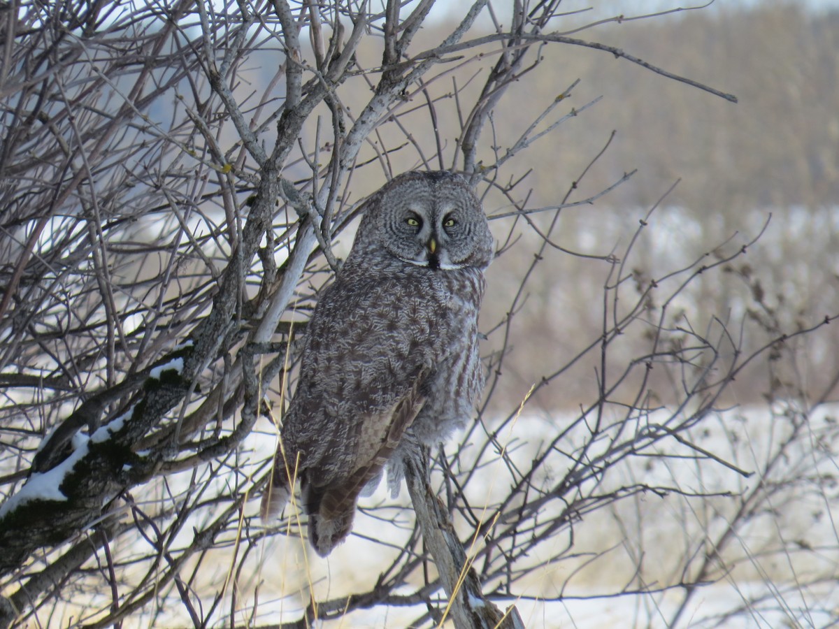 Great Gray Owl - ML532779031