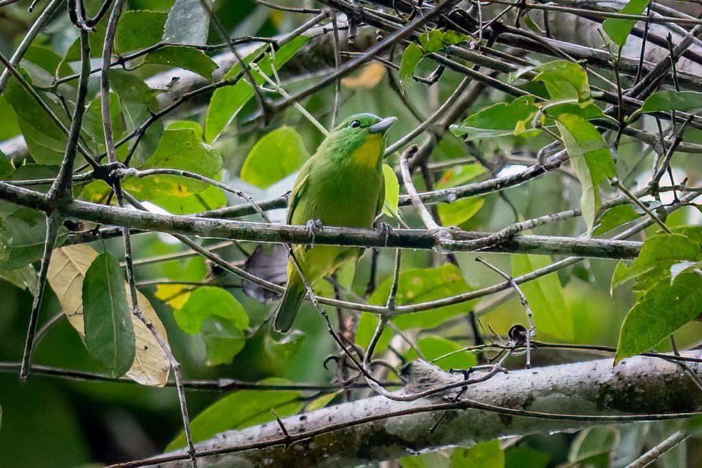 Green Shrike-Vireo - Miguel Circuito