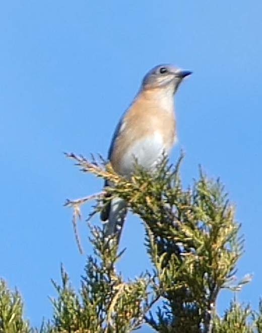 Eastern Bluebird - ML532780251
