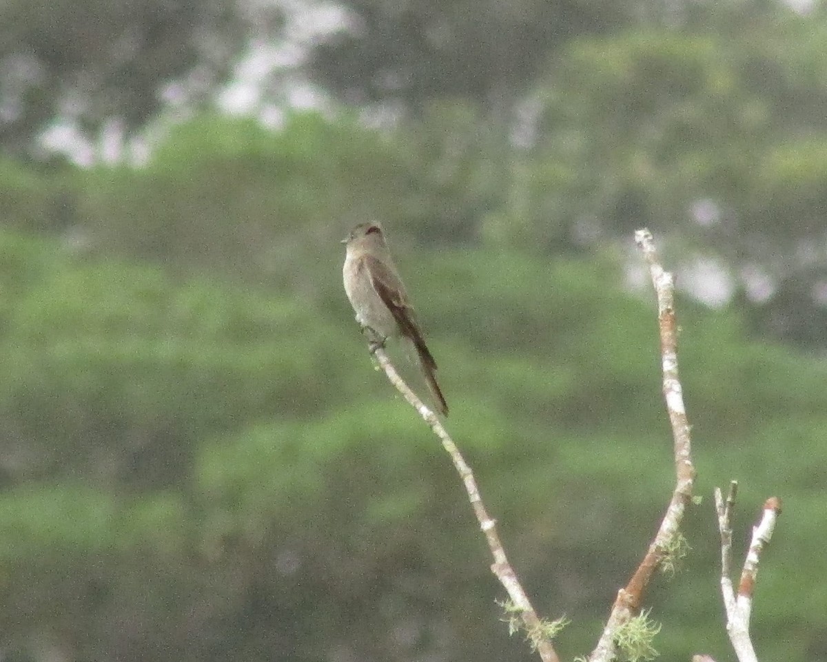 Mosquero sp. (Empidonax sp.) - ML532781051