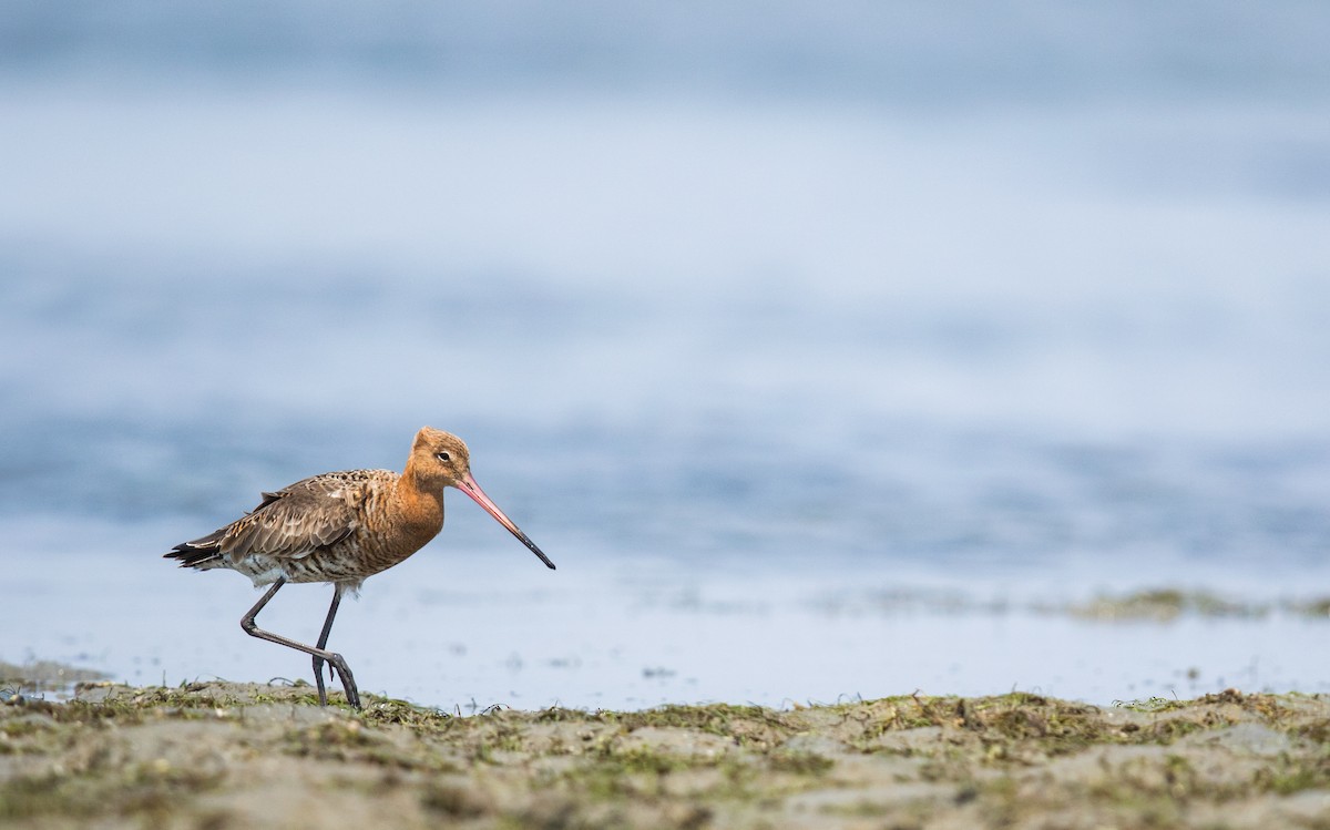 Black-tailed Godwit - ML53278151