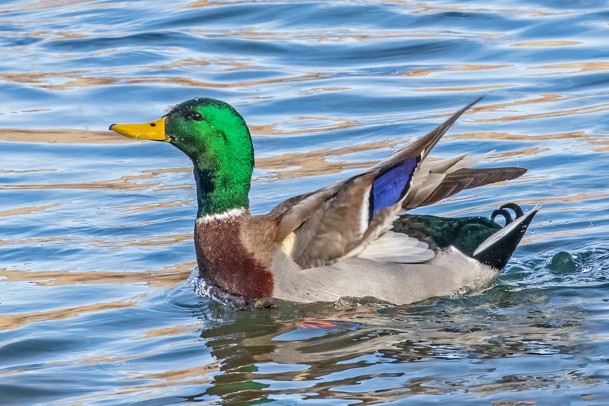 Mallard - ML532782501