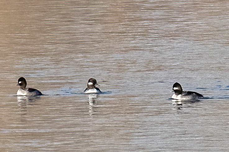 Bufflehead - ML532782541