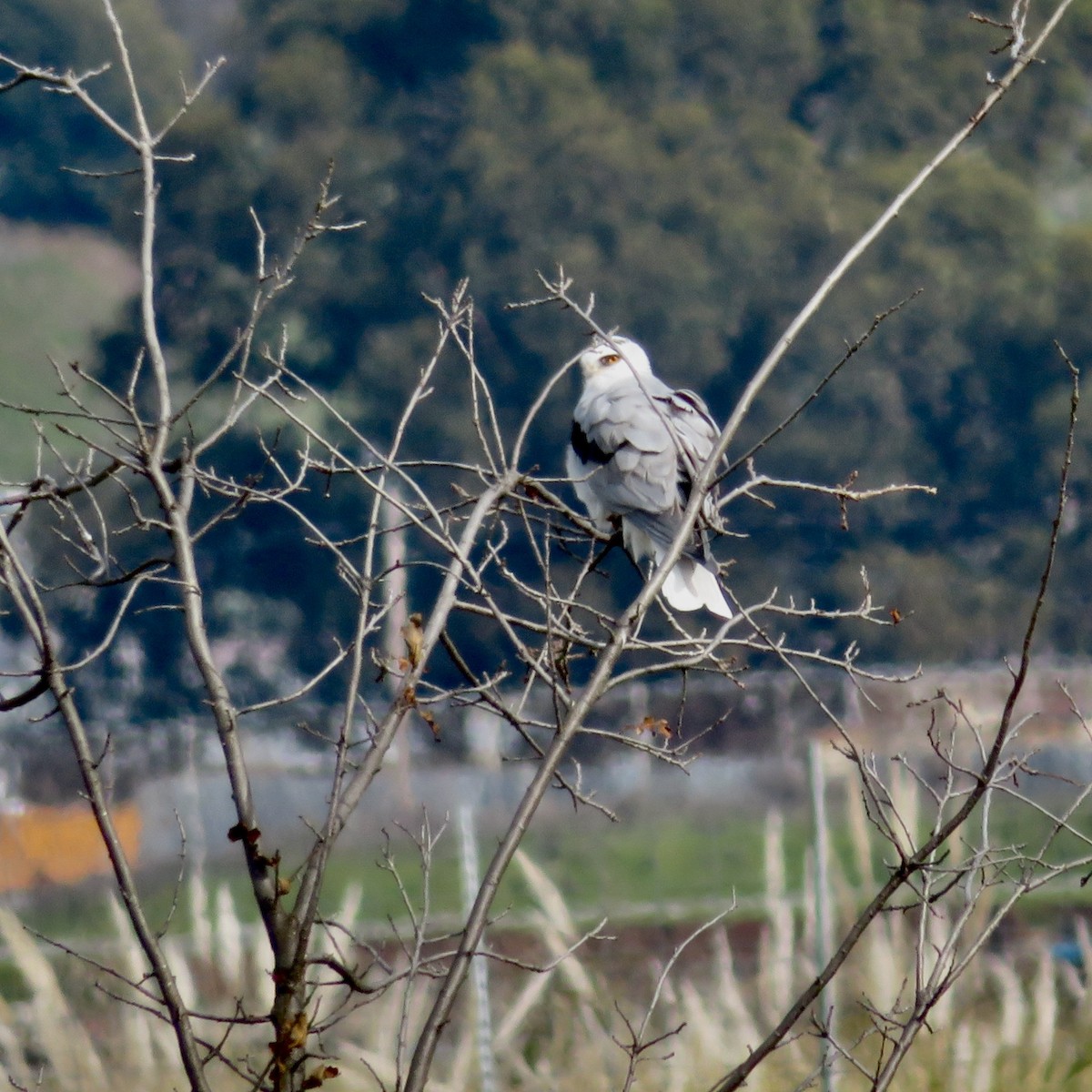 White-tailed Kite - ML532782551