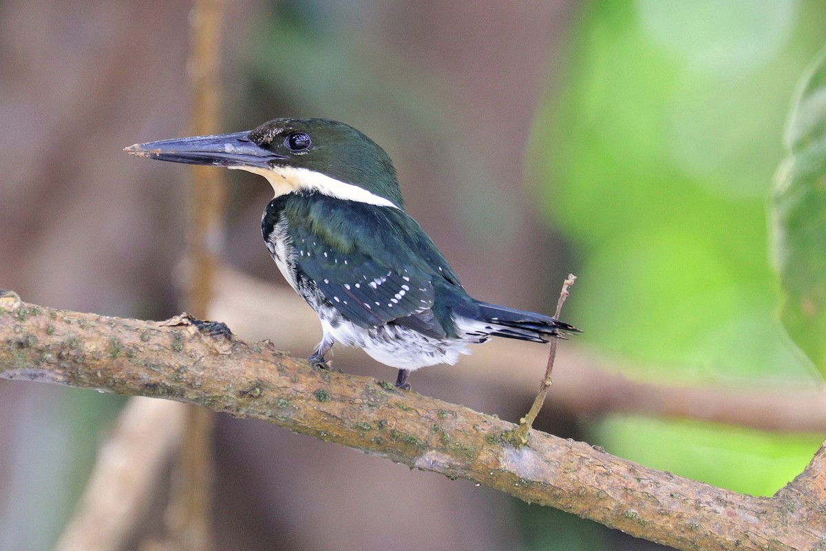 Green Kingfisher - Nathan Wall