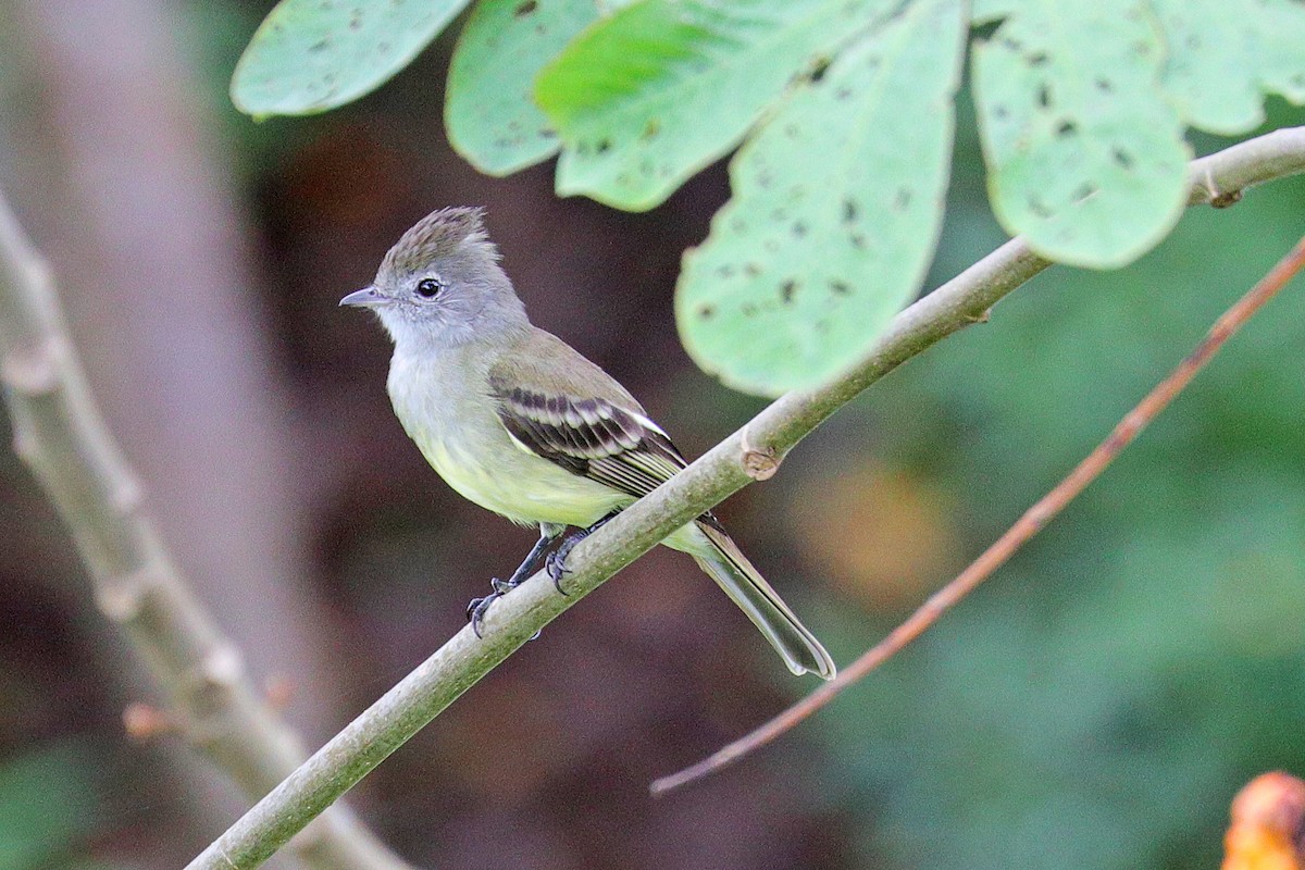 Yellow-bellied Elaenia - Nathan Wall