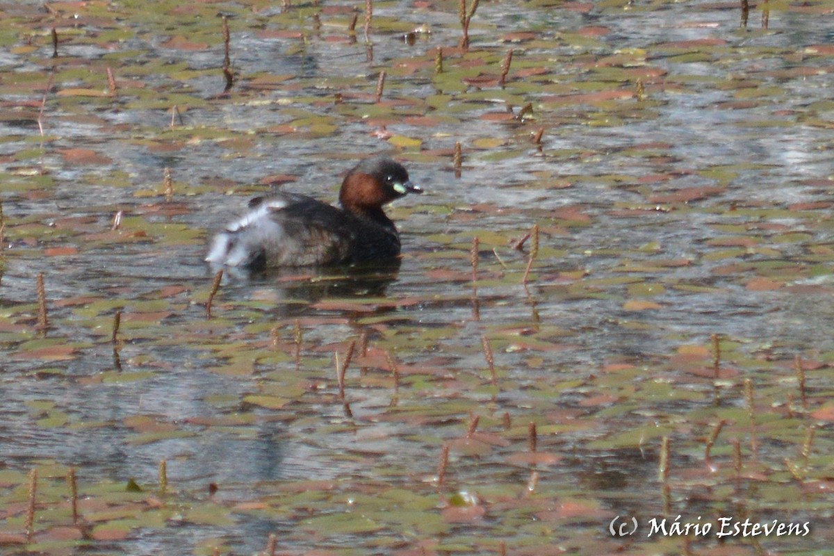 Little Grebe - ML53278421