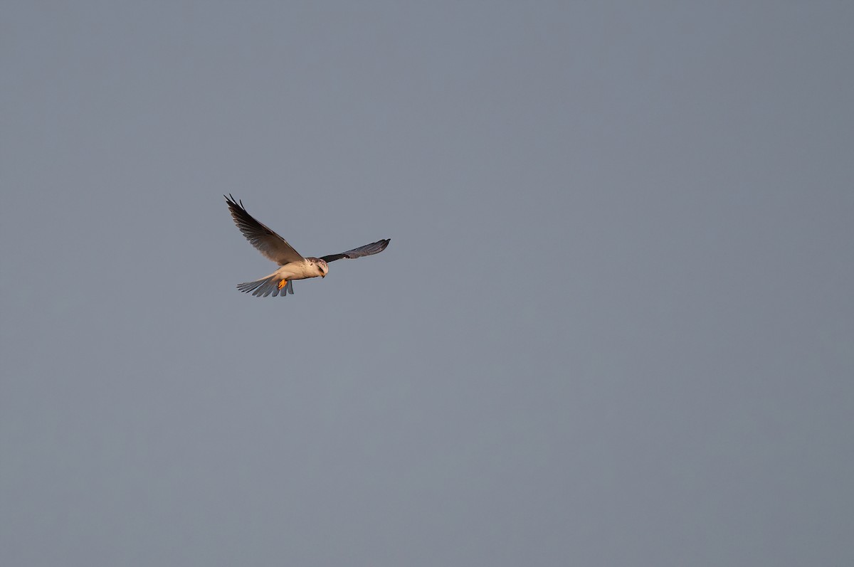 White-tailed Kite - ML532784701