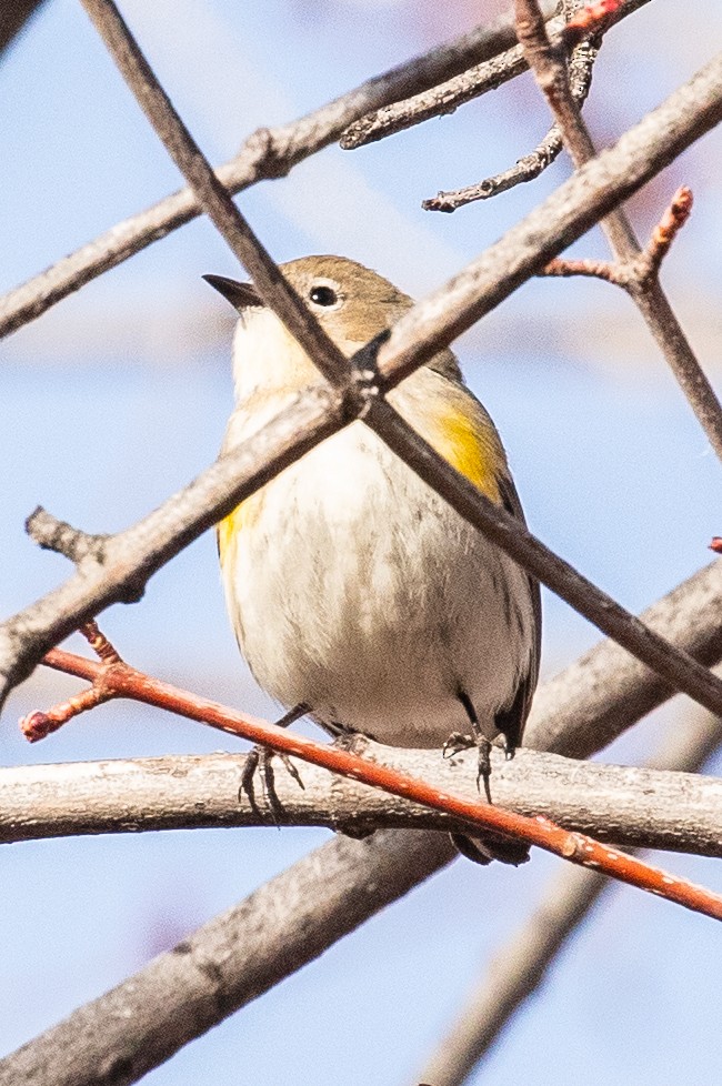 Yellow-rumped Warbler - ML532785351