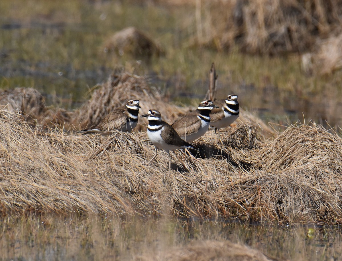 Killdeer - ML532786411