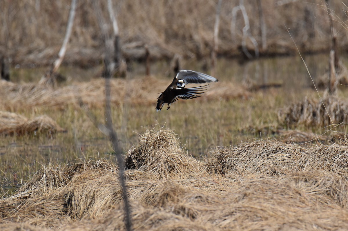 Killdeer - ML532786421