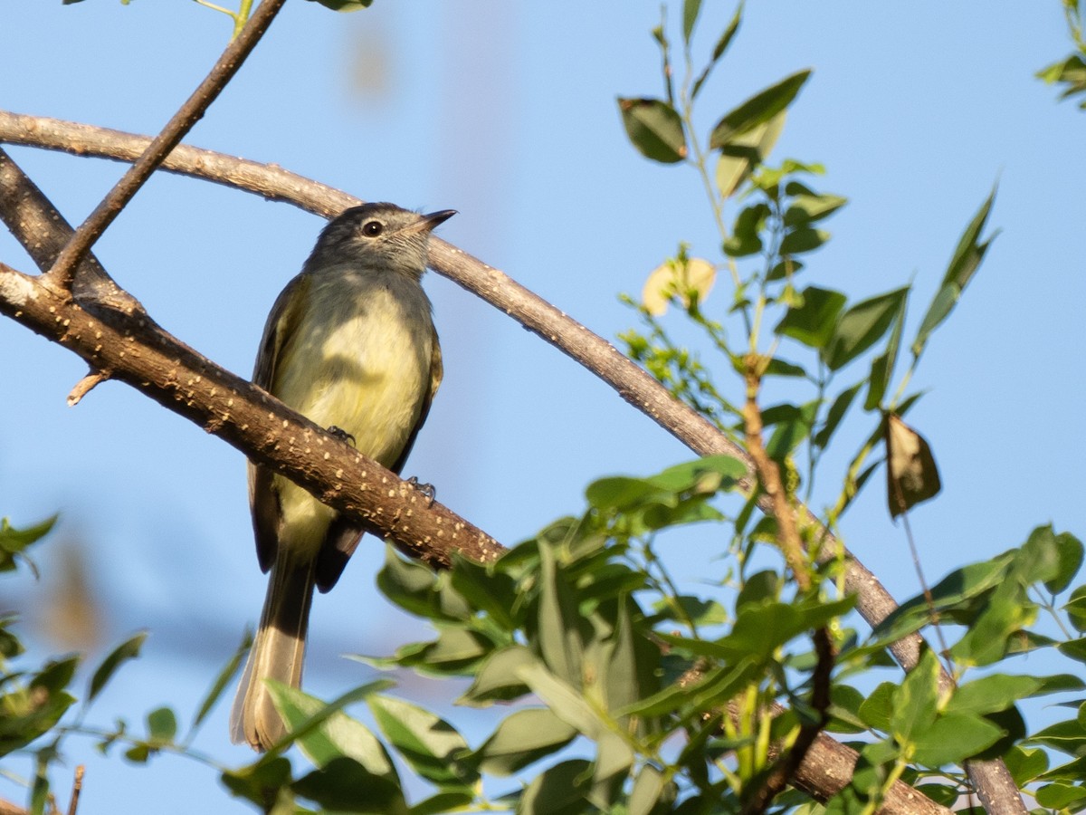 Greenish Elaenia - ML532787911