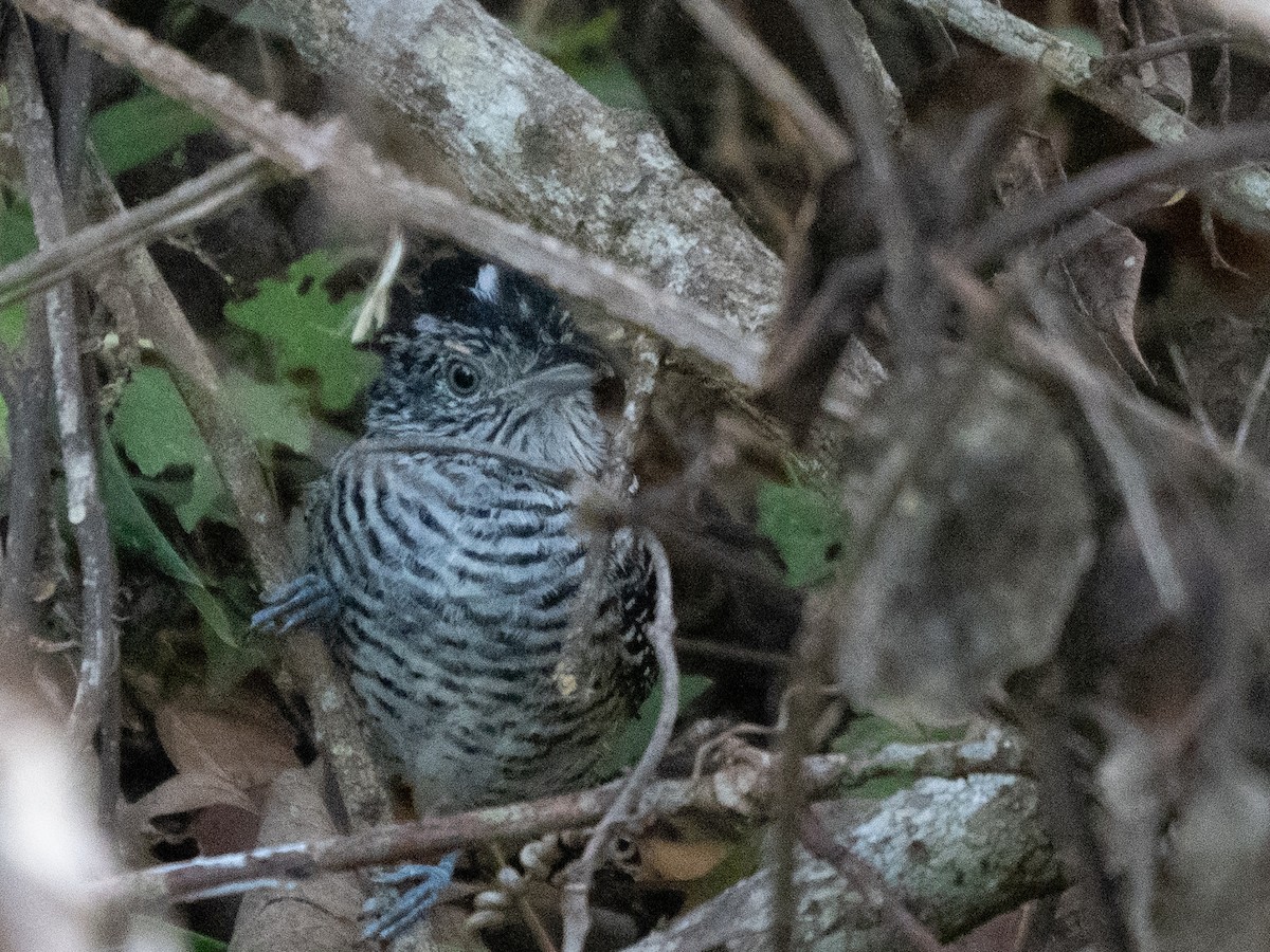 Barred Antshrike - ML532787961