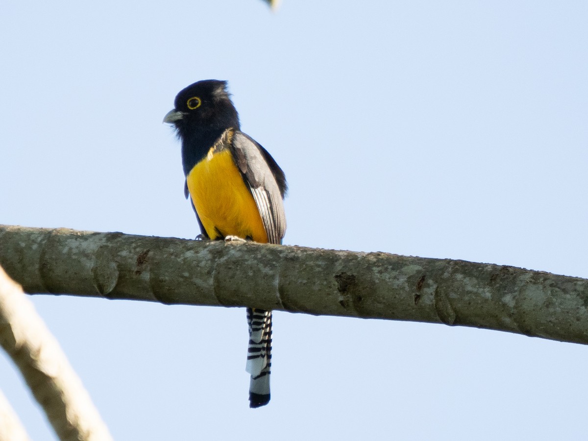 Trogon à tête noire - ML532787991