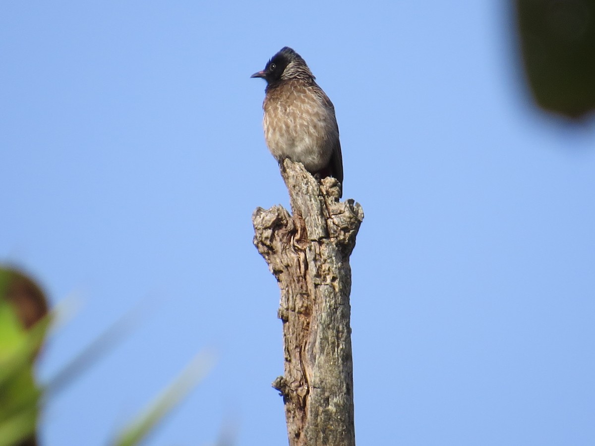 Bulbul à ventre rouge - ML53278811