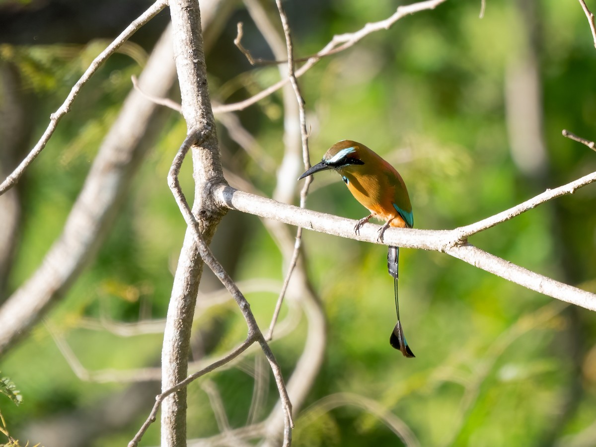 Motmot à sourcils bleus - ML532788111