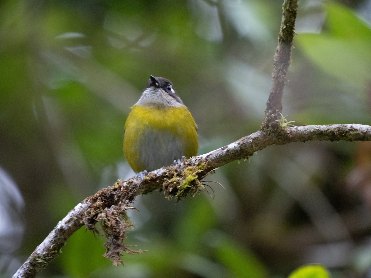 Common Chlorospingus - Mike Ambrose