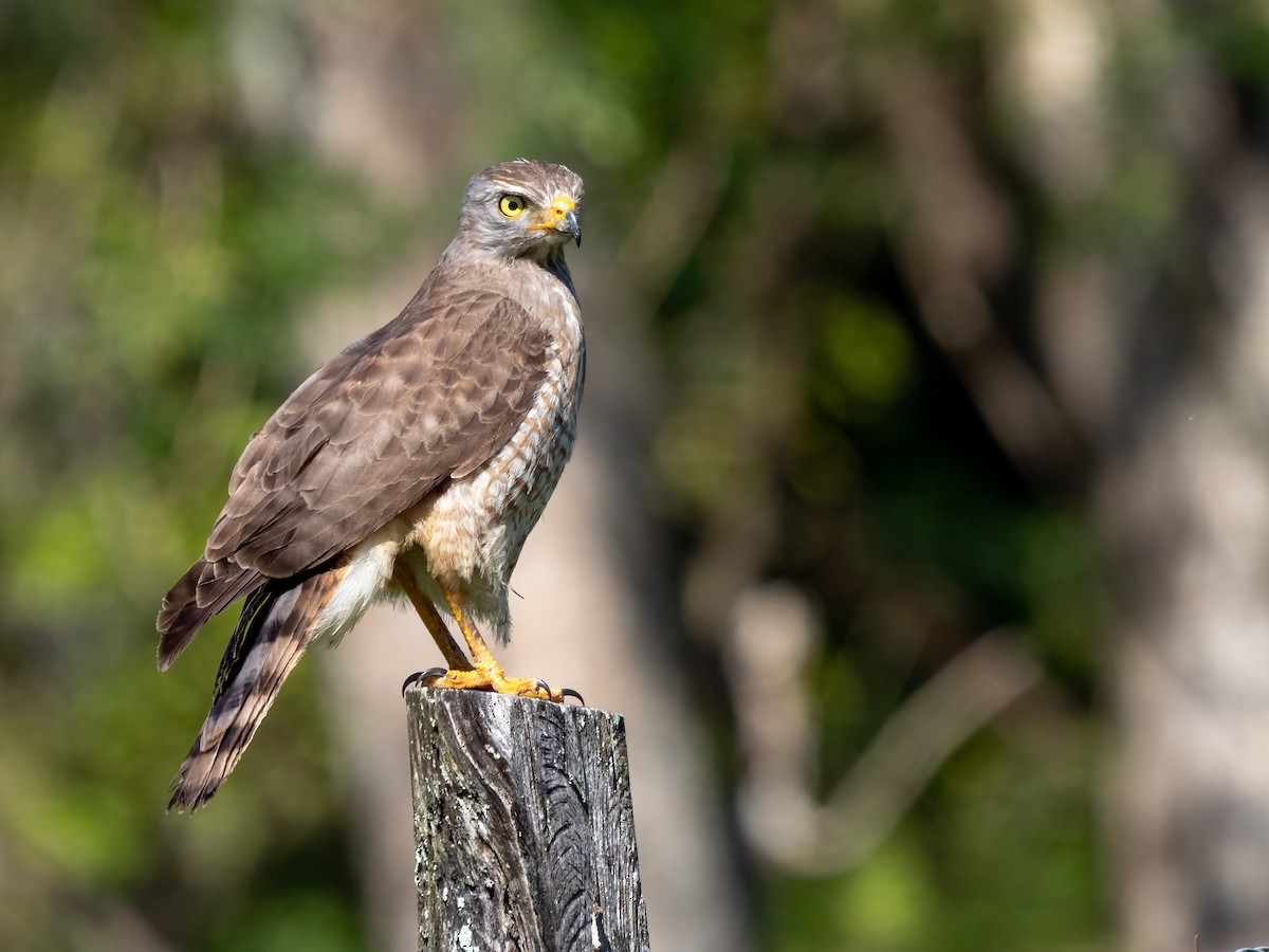 Roadside Hawk - ML532790021